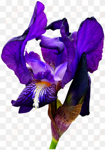 iris, blue, flower, garden, nature, botany, petals - blue
