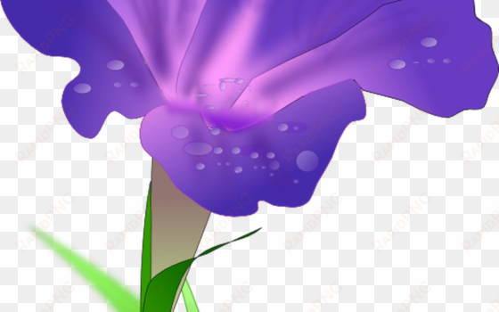 iris flower clip art free clipart panda free clipart - morning glory png