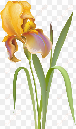 iris flower png clip art - iris flower images png