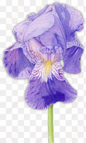 iris flower - purple iris mother's day card