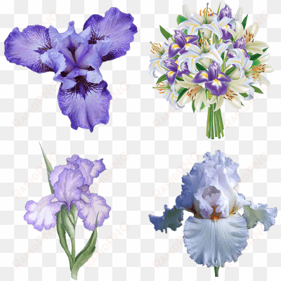 iris flower transparent