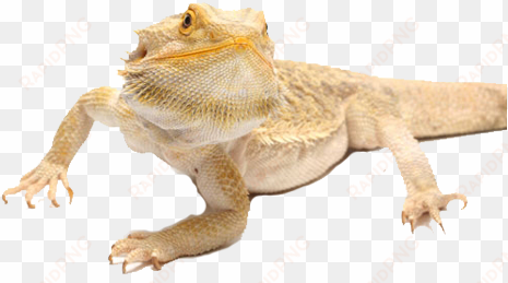 is a bearded dragon right for you - bearded dragon found