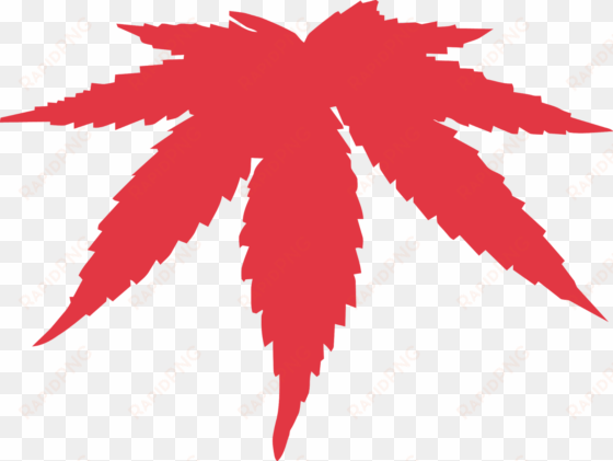 is cannabis weed oil a miracle drug - cannabis leaf vector