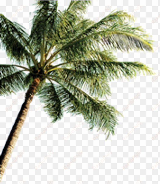 island with coconut trees png