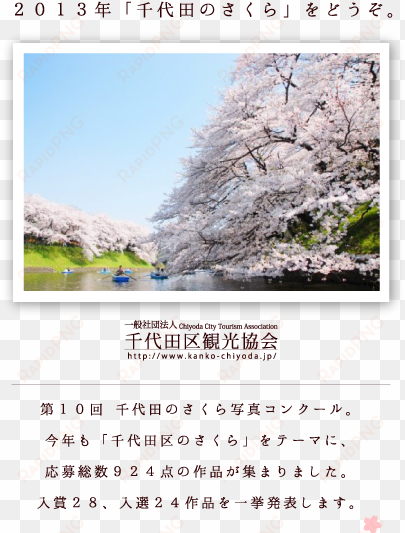 it is isao takahashi under the grand prix "cherry tree" - chidorigafuchi park