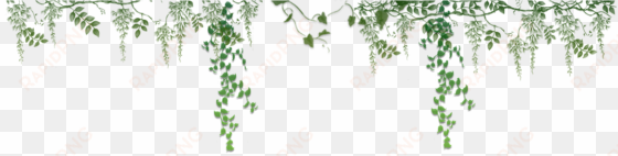 Ivy Border Related Keywords & Suggestions - Portable Network Graphics transparent png image