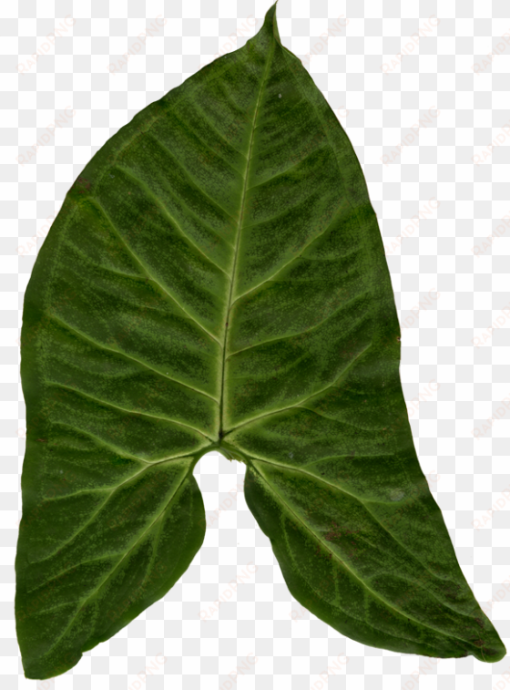 ivy clipart big leaf - blender