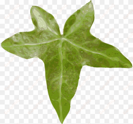 ivy hedera ivy leaf leaf creeper evergreen - leaf clip art