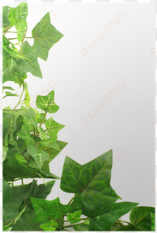 ivy leaf border
