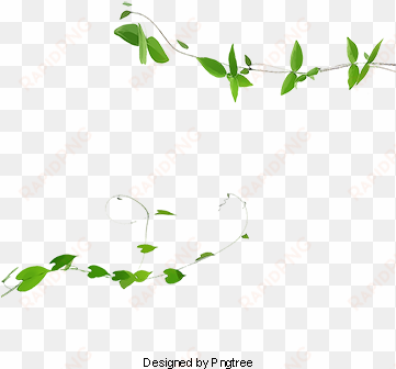 ivy vines, plant, green, ivy png and psd - portable network graphics