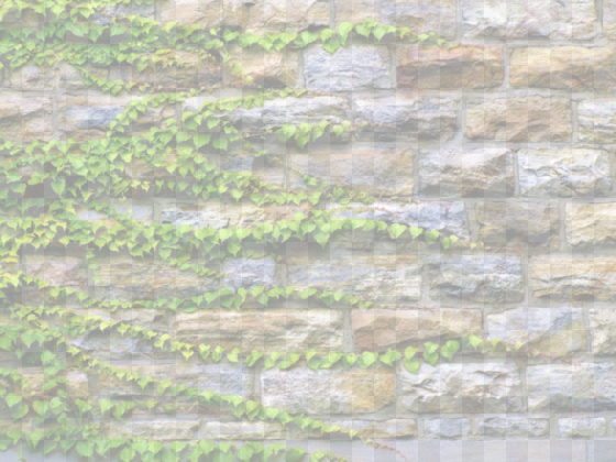 ivy wall only