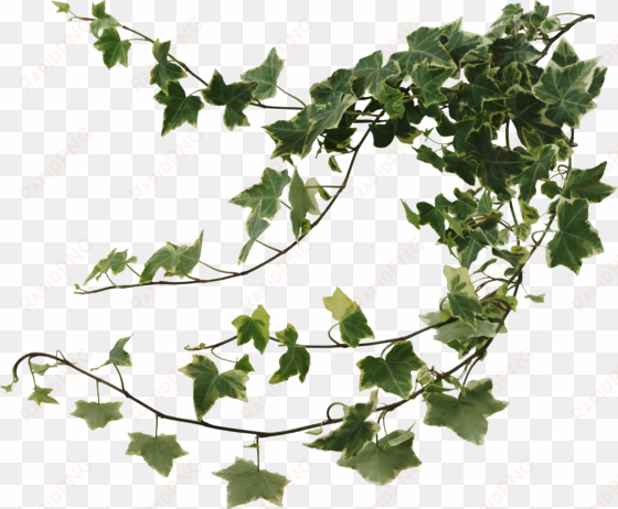 ivy wall png clipart black and white - ivy vines