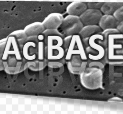 Jackie Chan - Acinetobacter Baumannii transparent png image