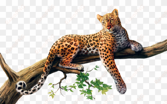 jaguar animal png - jaguar png