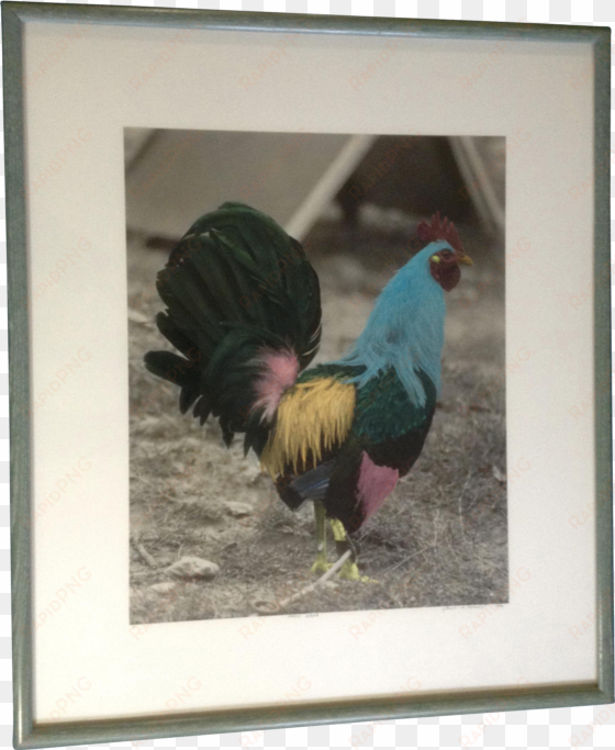 james b bissell blue rooster color enhanced photo titled - picture frame