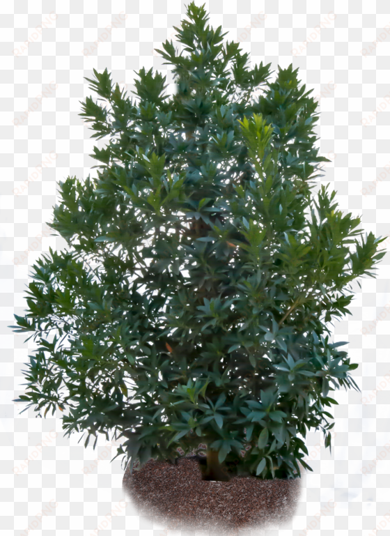 japanese blueberry - fir tree png