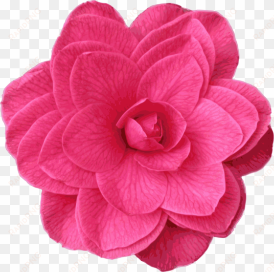 japanese camellia garden roses pink computer icons - camelia icon