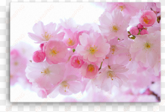 japanese cherry trees canvas - cherry blossom pink flower