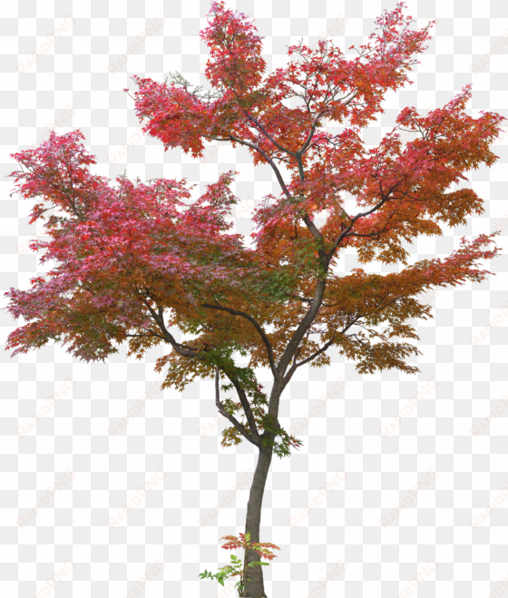 japanese tree leaf plant - red maple tree png