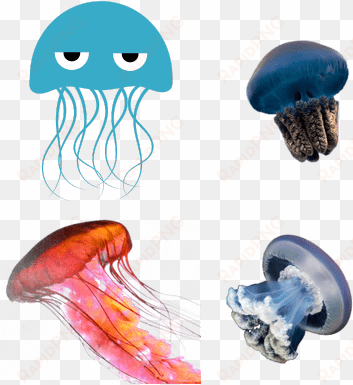 jellyfish - angry blue jellyfish sticker