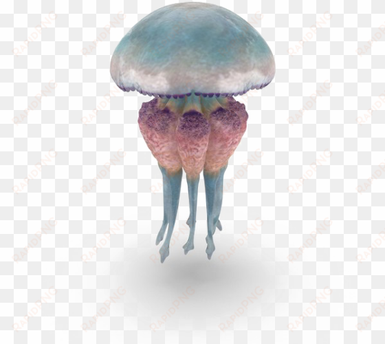 jellyfish free png image - jellyfish