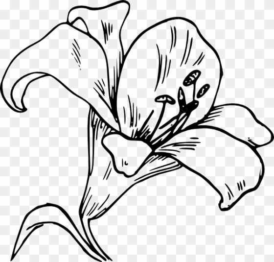 Jpg Black And White Flower Clip Art At Clker Com Vector - Imagenes De La Orquídea Para Colorear transparent png image
