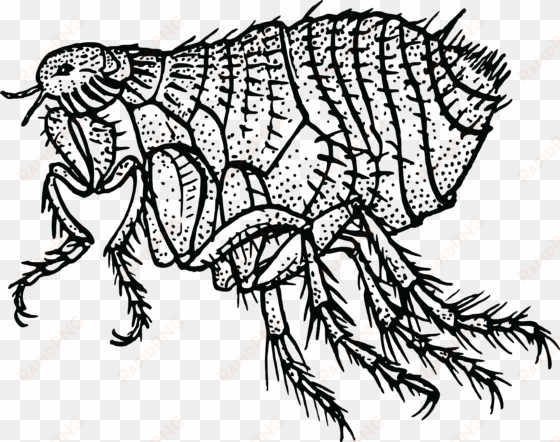 jpg black and white library flea png black and white - fleas clip art