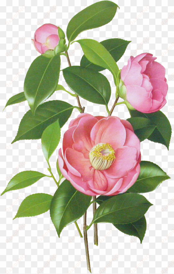 jpg freeuse download camellia drawing - blossom jeju 2 step petal mask