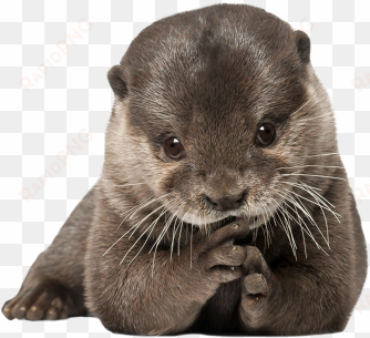 jpg freeuse download submission requests - custom characteristic ( animals mammals otter fur predator