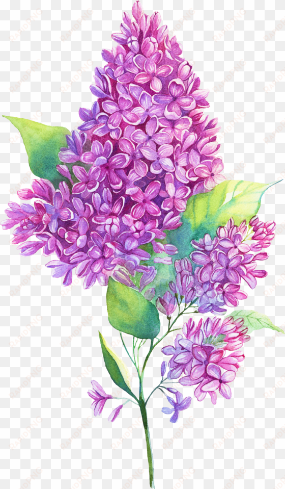 jpg royalty free edelweiss drawing purple hyacinth - flower lilac illustration png