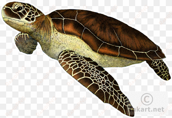 jpg royalty free green chelonia mydas line art and - green sea turtle throw blanket