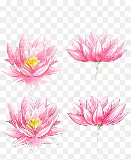 jpg transparent stock flowers watercolor painting lotus - watercolor flowers easy draw