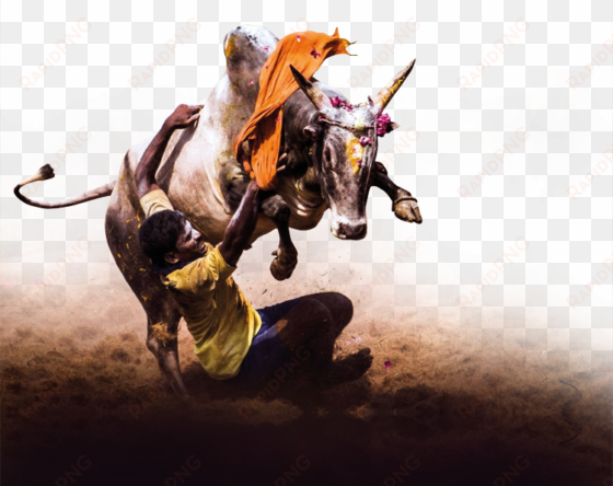 july 2011 - jallikattu art