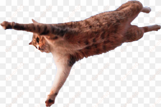 jumping cat png - meme freunde verrückt