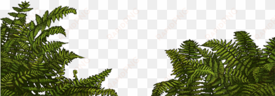 jungle fern png