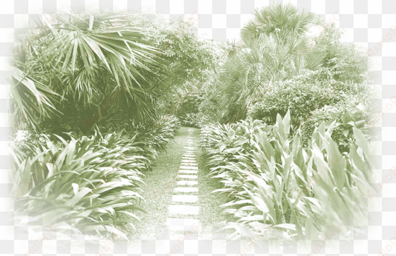 jungle gardens was created by edward avery “ned” mcilhenny - sarasota jungle gardens