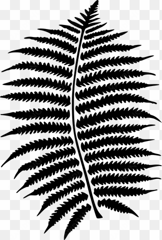 jungle vector ferns - fern png