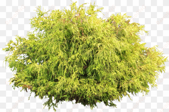 juniper bush - tree shrub png