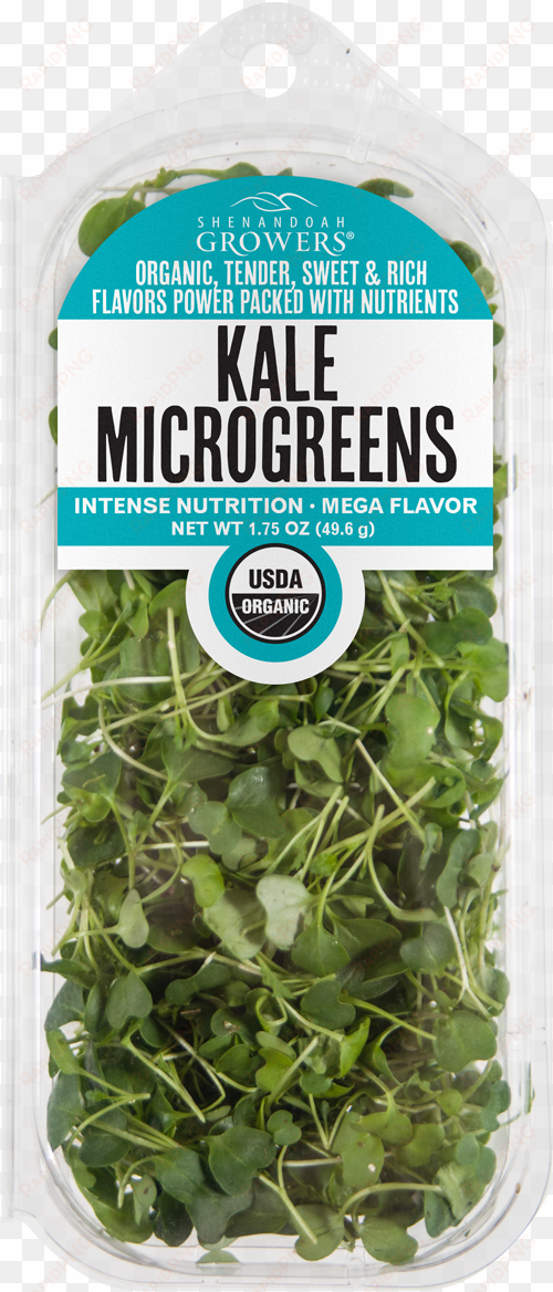 kale microgreens - tap4 mein grünes / wiesen edel weisse