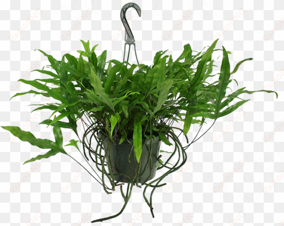 kangaroo paw fern hanging basket - kangaroo paw