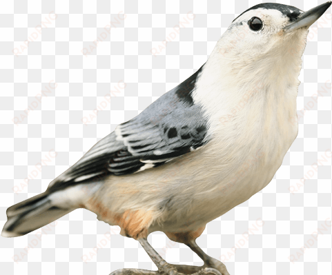 kaytee wild bird - oben mit vögeln ist kaffeetasse