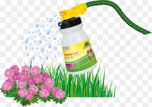 keep area moist for the next 3 days - dianthus