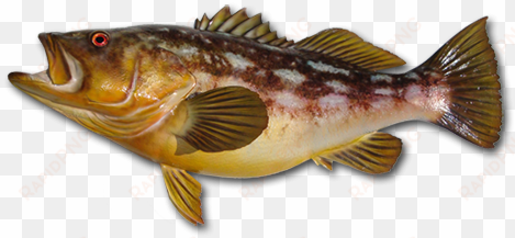 kelp bass - calico fish png