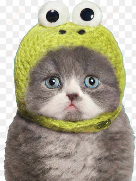 kermit needle - cats in frog hats