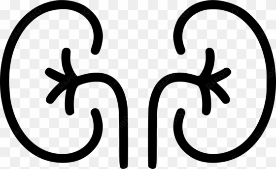 kidney organ excretory system anatomy urine comments - png organs icons