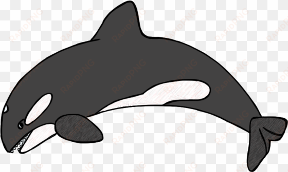 killer whale clipart black and white dromgcb top - orca clipart