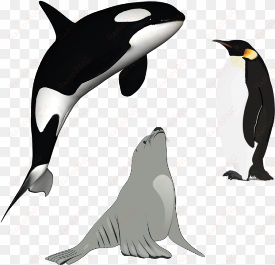 killer whale download png - killer whale png