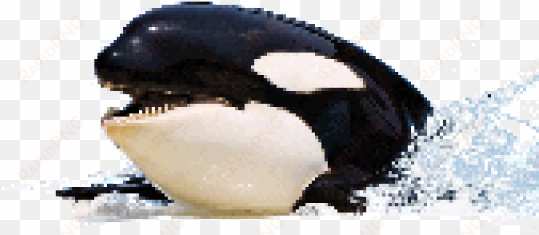 killer whale image png