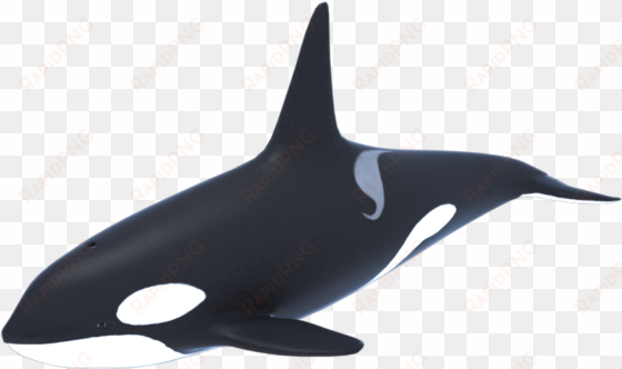 killer whale png transparent picture - killer whale