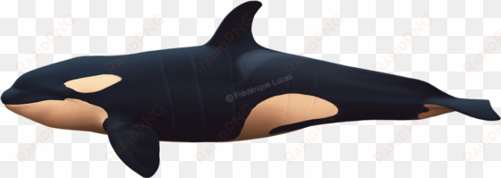 killer whales bull, cow and calf - drawing